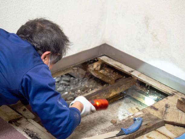 Best Best Mold Removal Companies  in Liberty, KY